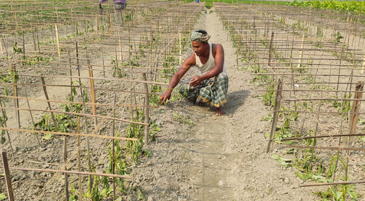 শত্রুতা করে ৪ হাজার শসা গাছ উপড়ে দিল দুর্বৃত্তরা